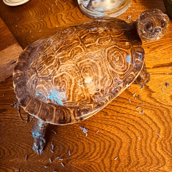 VTG Taxidermy Turtle Made in Mexico, great display piece - Picture 2 of 12